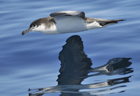Shearwater bullers 103023.jpg
